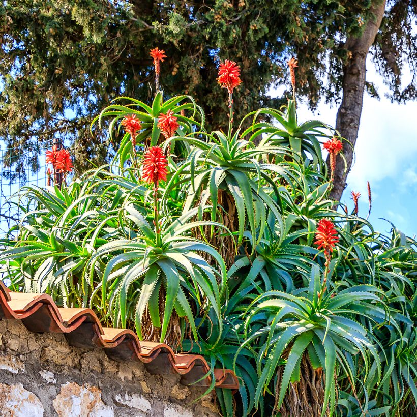Graines d'Aloe arborescens (Plant habit)