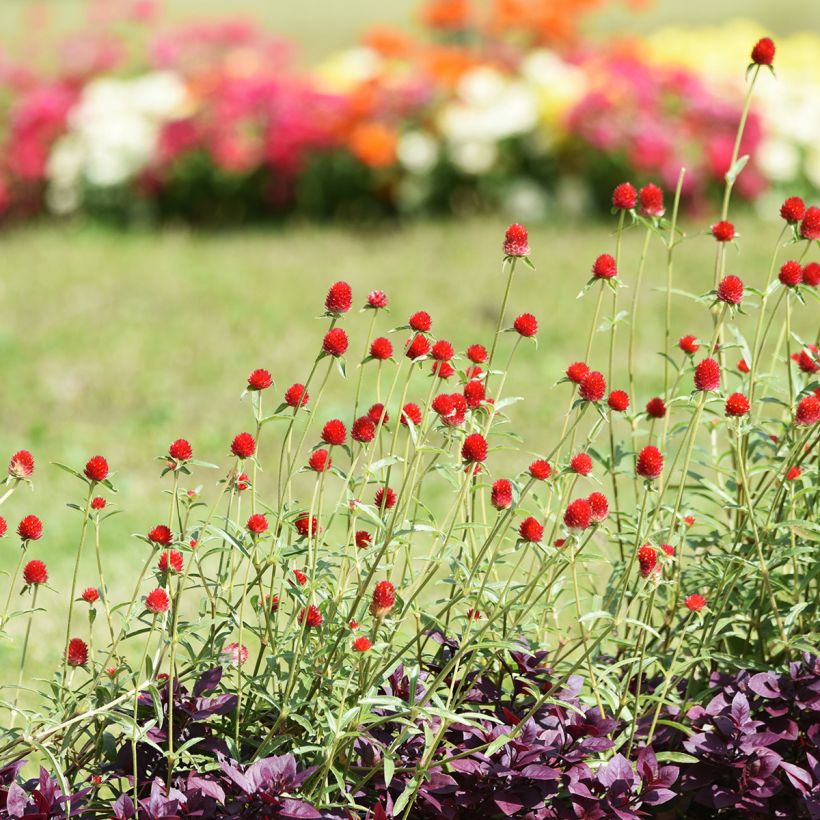 Graines d'Amarantine Strawberry Fields - Gomphrena haageana (Plant habit)