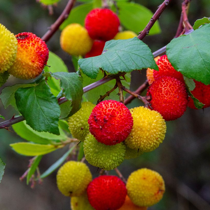Graines d'Arbousier - Arbutus unedo (Harvest)