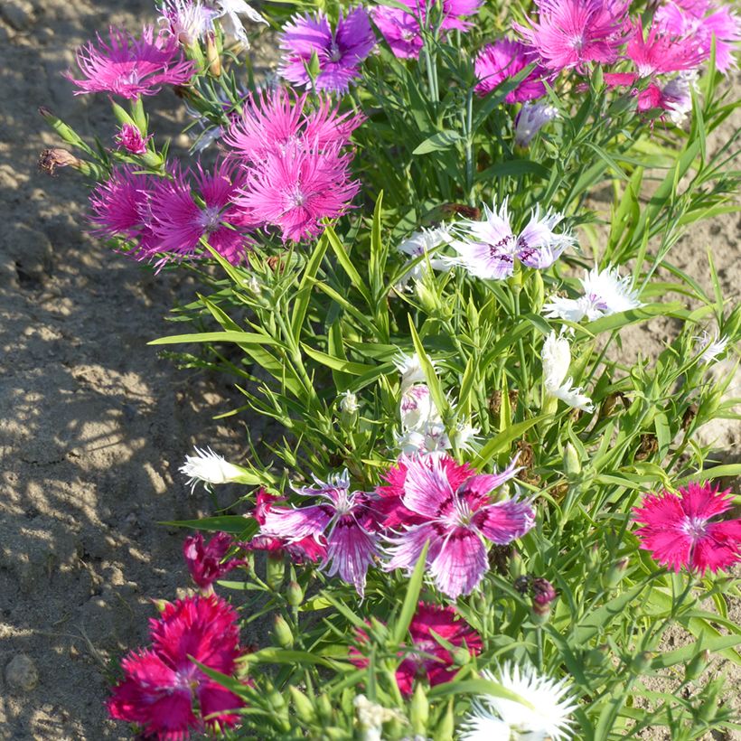 Graines d'Oeillet superbe Spooky mix - Dianthus superbus (Plant habit)