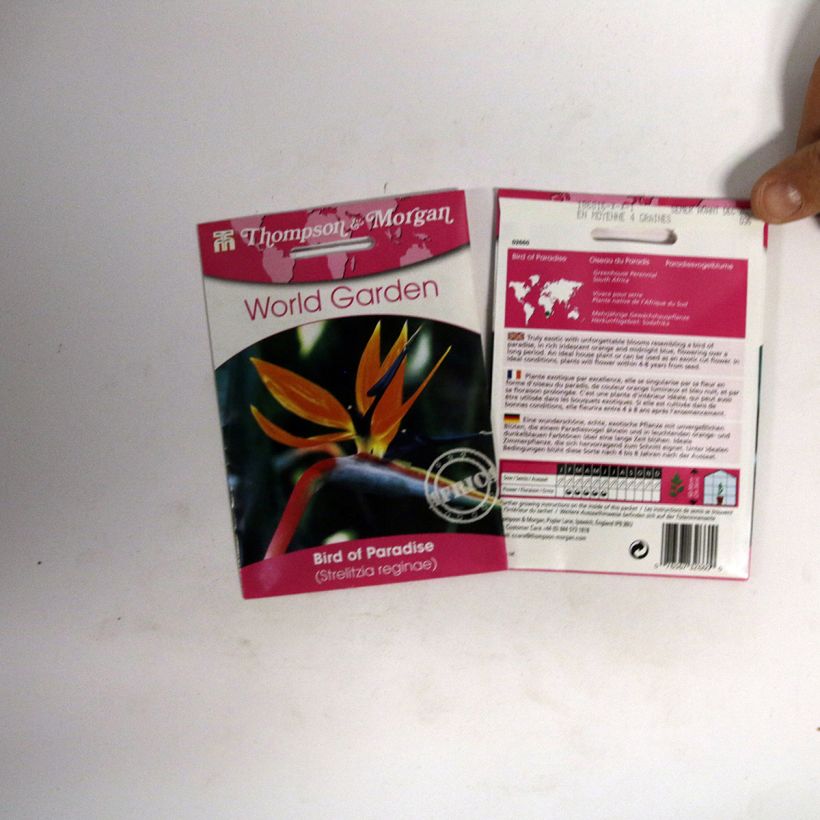 Example of Graines d’Oiseau de Paradis nain - Strelitzia reginae Humilis per pack of 4 seeds as you get