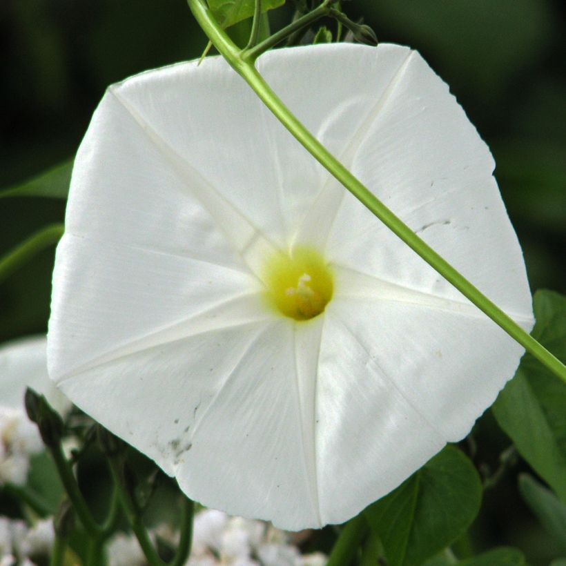 Graines d'Ipomée - Fleur de Lune (Flowering)