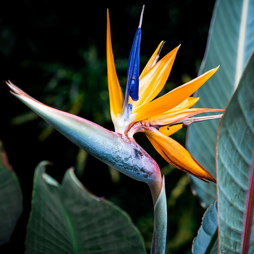 Graines d’Oiseau de Paradis jaune - Strelitzia reginae Mandela’s Gold (Flowering)