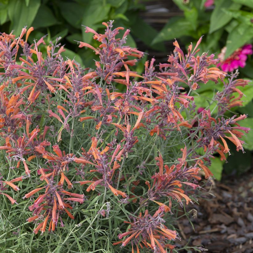 Graines d'Agastache rupestris Apache Sunset (Plant habit)