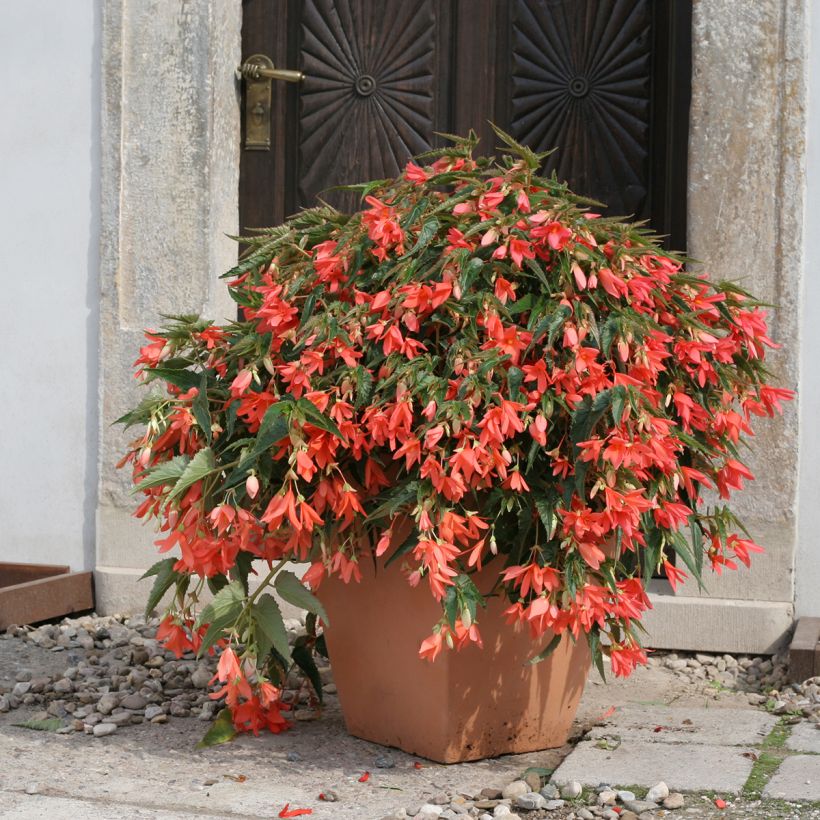Graines de Bégonia de Bolivie Copacabana F1 Salmon enrobées (Plant habit)