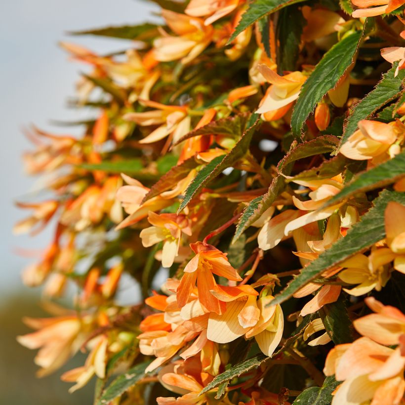 Graines de Bégonia de Bolivie Copacabana F1 Tricolour enrobées (Flowering)