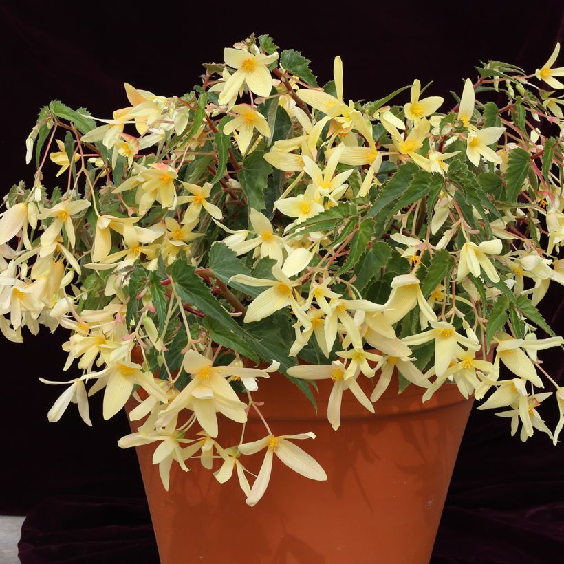 Graines de Bégonia de Bolivie Copacabana F1 Yellow enrobées (Plant habit)
