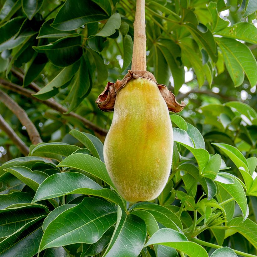 Graines de Baobab - Adansonia digitata (Harvest)