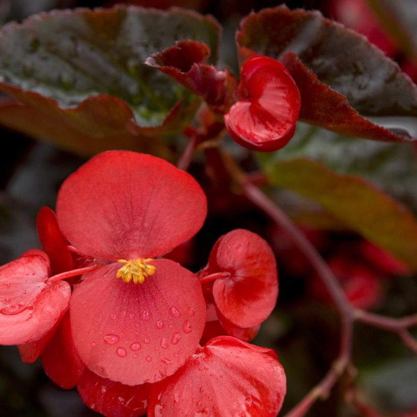 Graines de Bégonia Big Red Bronze Leaf (Flowering)