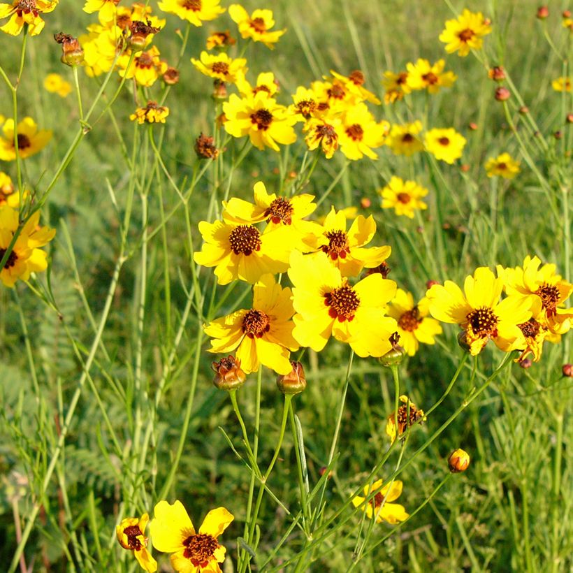 Graines de Berlandiera lyrata (Chocolate Daisy) - Goutte de chocolat (Plant habit)