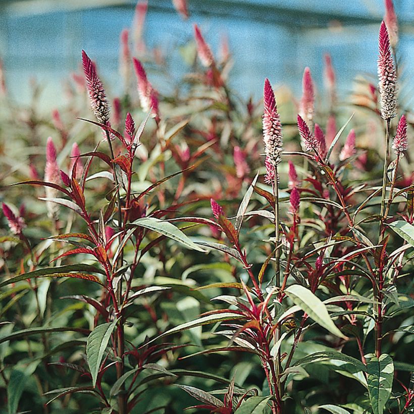 Graines de Célosie en épis Flamingo Purple - Celosia spicata (Flowering)