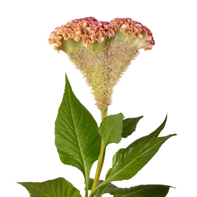 Graines de Célosie crête-de-coq Bar Bossa (Champagne) (Flowering)