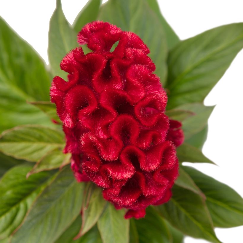 Graines de Célosie crête-de-coq Red Jack (Flowering)