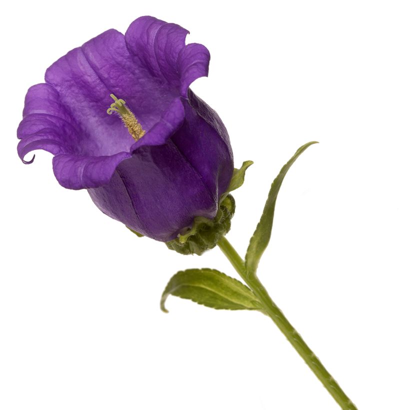 Graines de Campanule medium F1 Big Ben Deep Blue (graines enrobées) (Flowering)