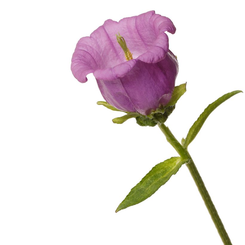 Graines de Campanule medium F1 Big Ben Lavender (graines enrobées) (Flowering)
