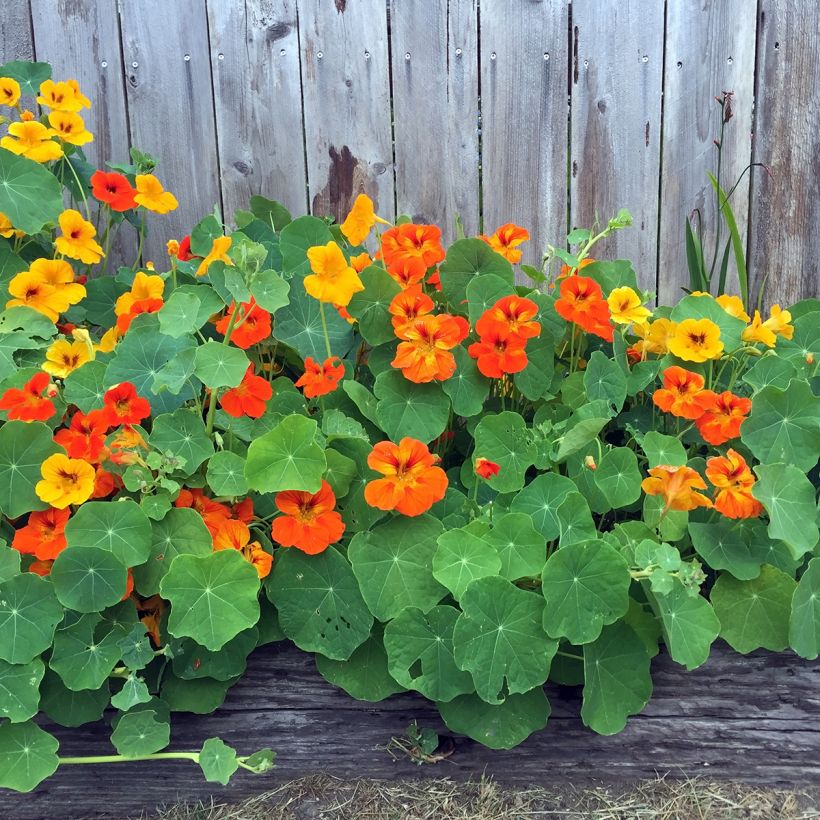 Graines de Capucine grimpante à fleurs doubles - Tropaeolum majus (Plant habit)