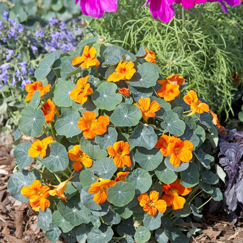 Graines de Capucine naine Baby Orange - Tropaeolum minus (Plant habit)