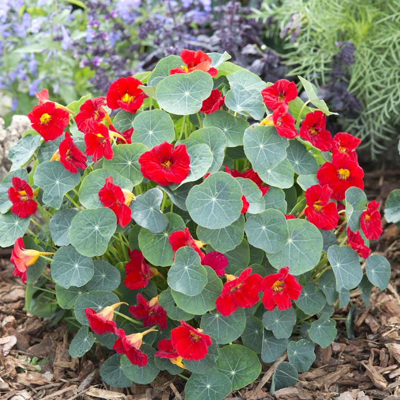 Graines de Capucine naine Baby Red - Tropaeolum minus (Plant habit)