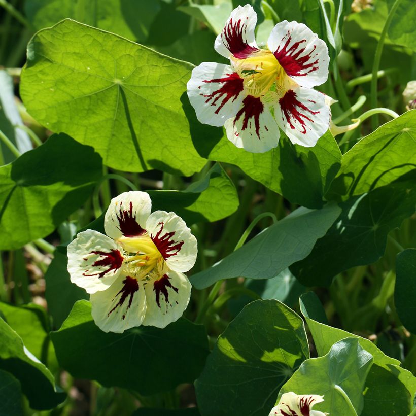 Graines de Capucine naine Chameleon - Tropaeolum majus (Flowering)