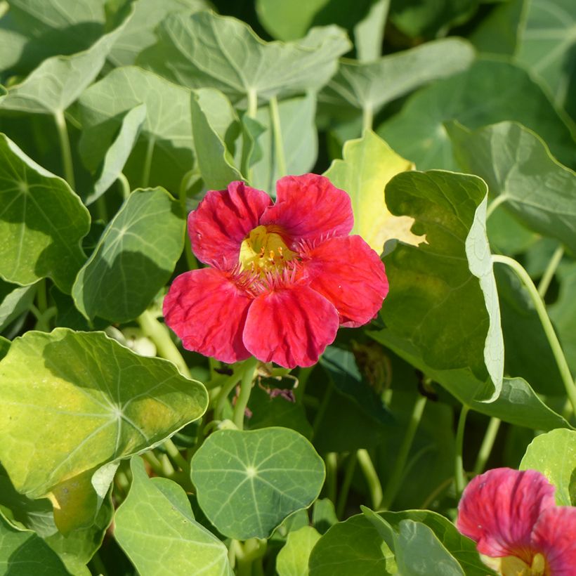 Graines de Capucine naine  Whirlybird Cherry Rose - Tropaeolum majus (Flowering)