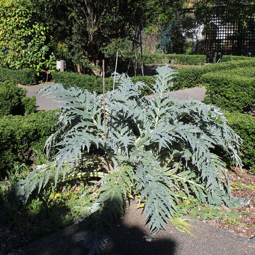 Graines de Cardon - Cynara cardunculus  (Plant habit)