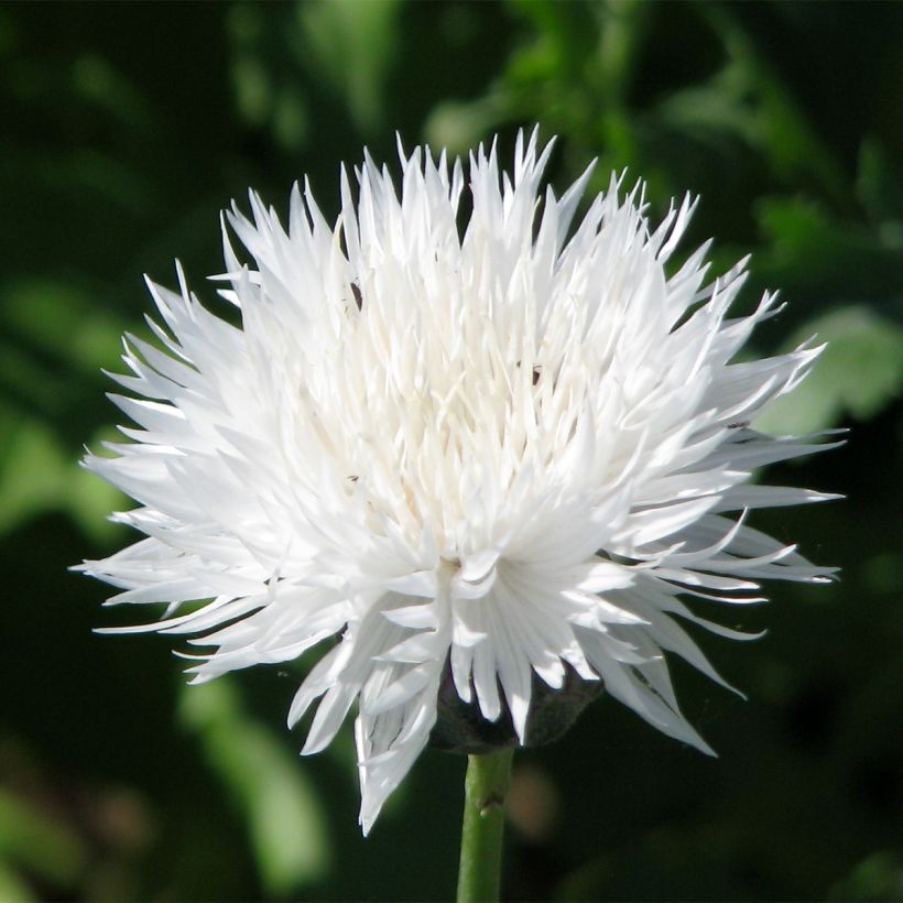 Graines de Centaurée moschata Alba pur white (Flowering)