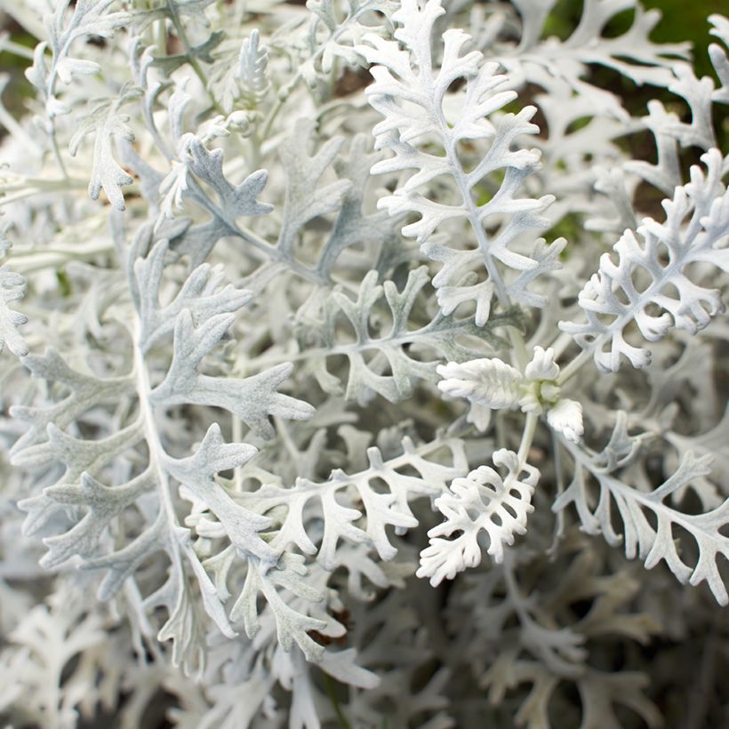 Graines de Cinéraire maritime Silver Dust - Senecio cineraria  (Foliage)