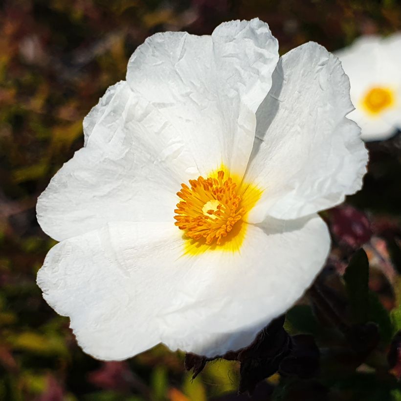 Graines de Ciste à feuilles de laurier - Cistus laurifolius (Flowering)