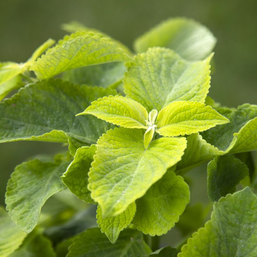 Graines de Coléus Mezmerize​ Bright Green (Foliage)