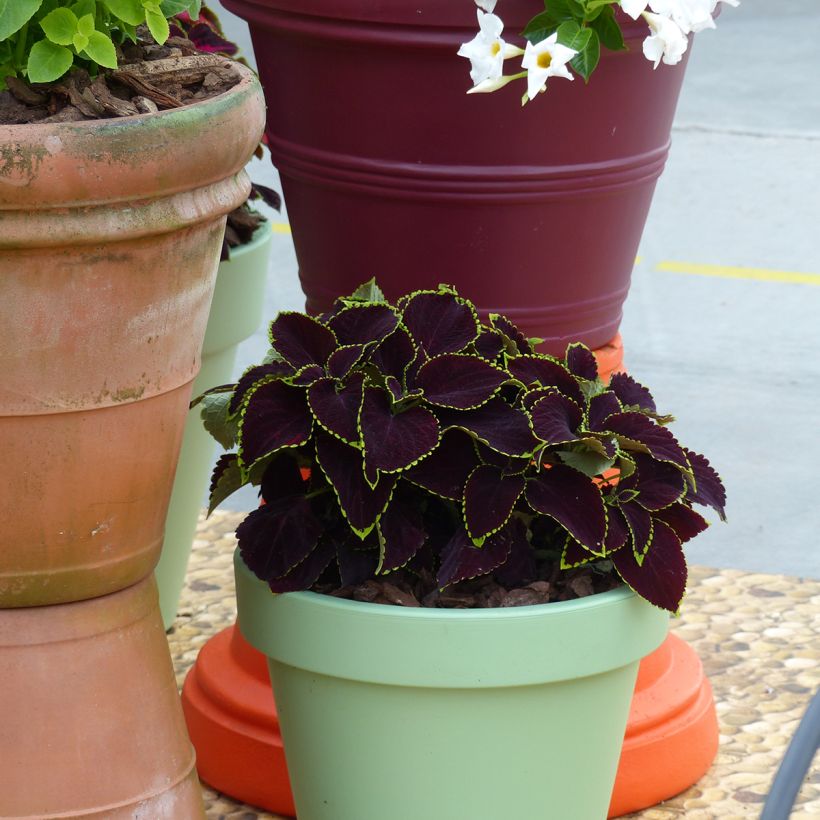 Graines de Coléus Mezmerize​ Chocolate Lime Edge (Plant habit)