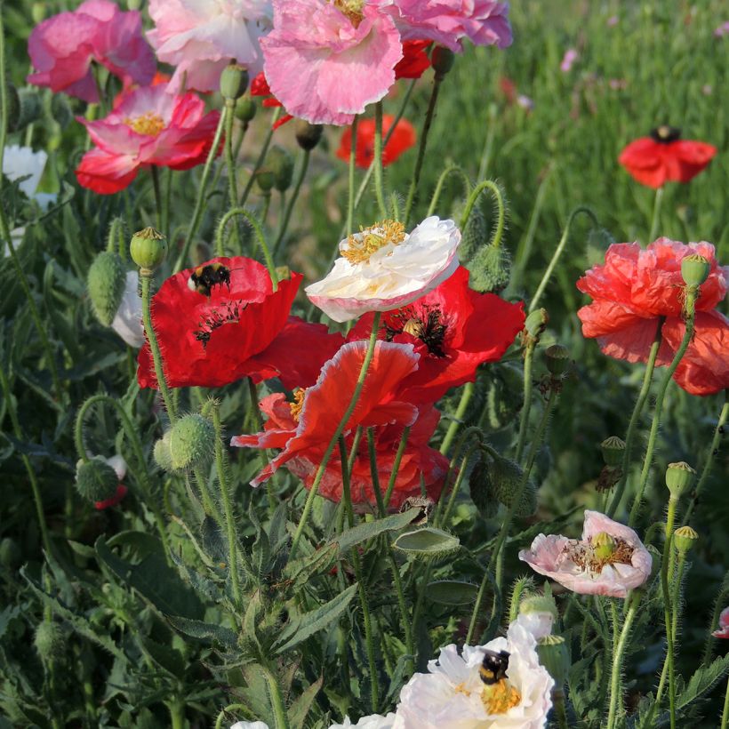 Graines de Coquelicot Shirley Mix BIO (Flowering)