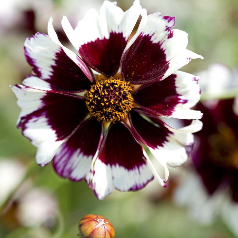 Graines de Coréopsis annuel Incredible! Swirl (Flowering)