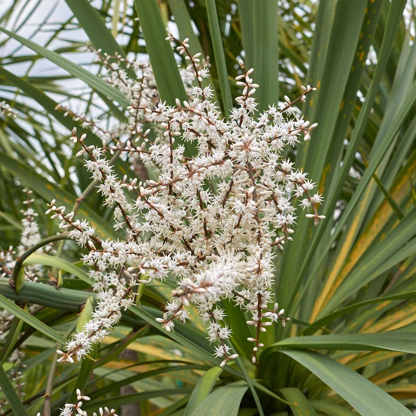 Graines de Cordyline australis (verte) (Flowering)