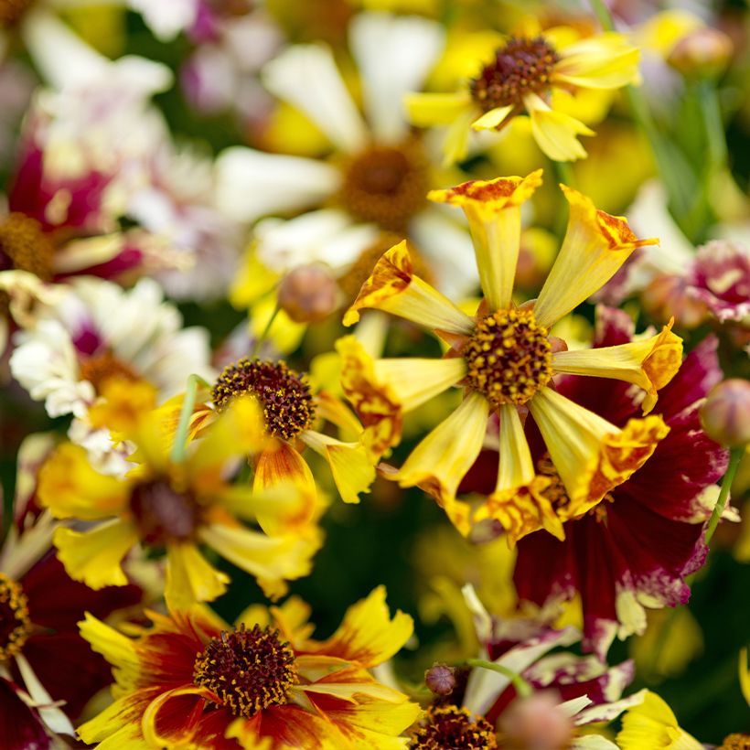 Graines de Coréopsis annuel Incredible Sea Shells Mix - Coreopsis x tinctoria (Flowering)