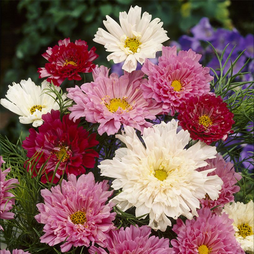 Graines de Cosmos Double Click Mixed - Cosmos bipinnatus (Flowering)
