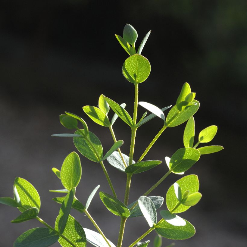 Graines d'Eucalyptus parvifolia Boxwood - Eucalyptus parvula (Foliage)