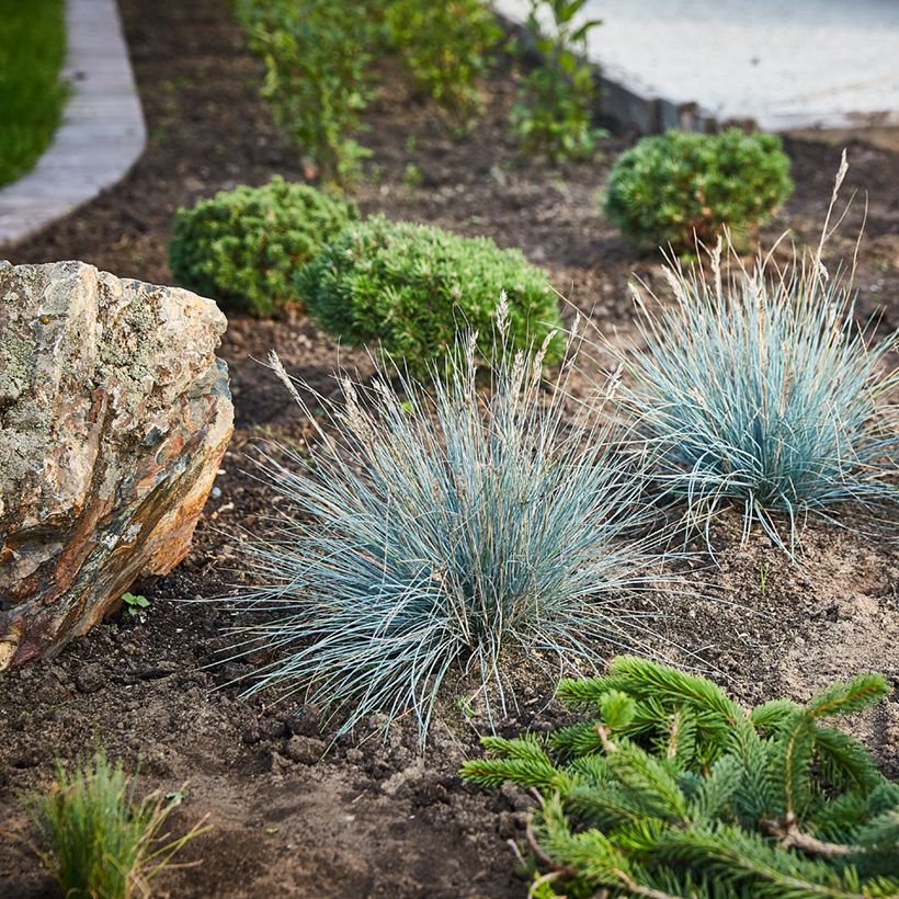 Graines de Fétuque bleue (Plant habit)
