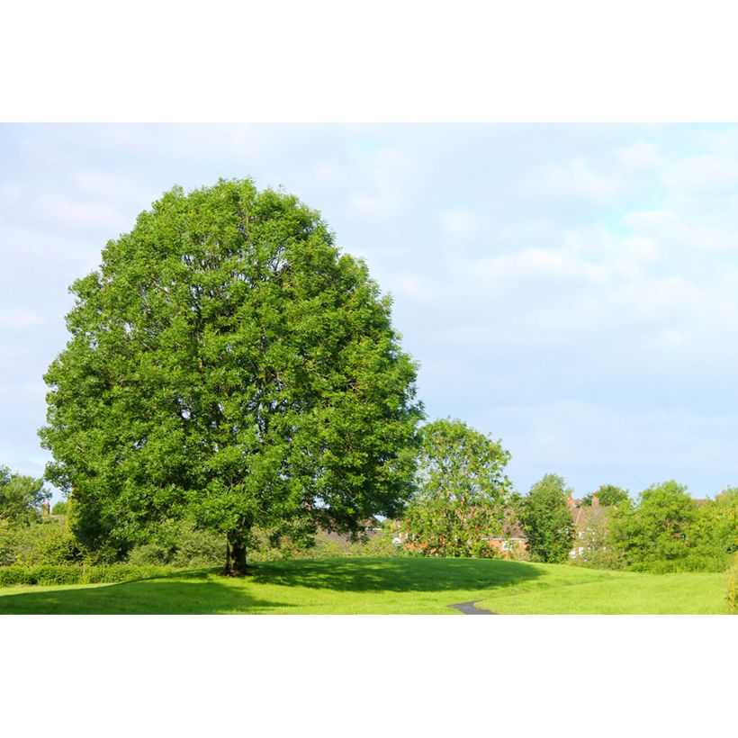 Graines de Frêne - Fraxinus excelsior (Plant habit)