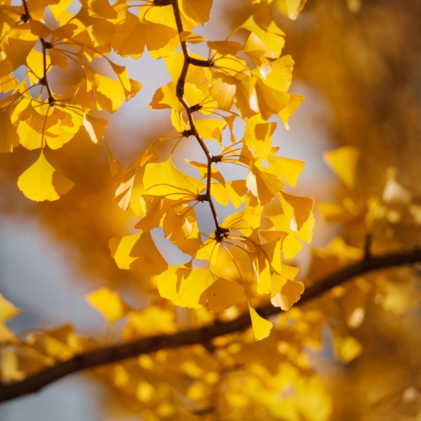 Graines de Ginkgo biloba - Arbre aux quarante écus (Foliage)