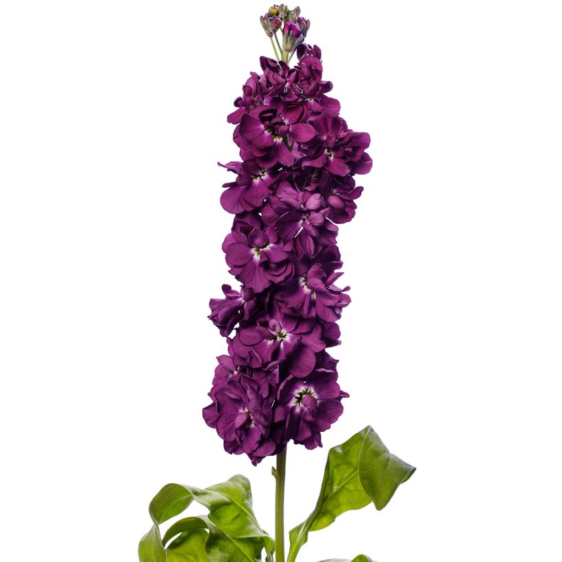 Graines de Giroflée quarantaine Milla Aubergine (Flowering)