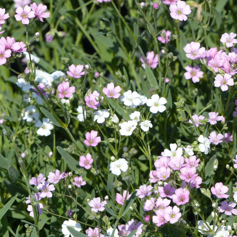 Graines de Gypsophile rampante Albarosa Mix - Gypsophila repens (Flowering)