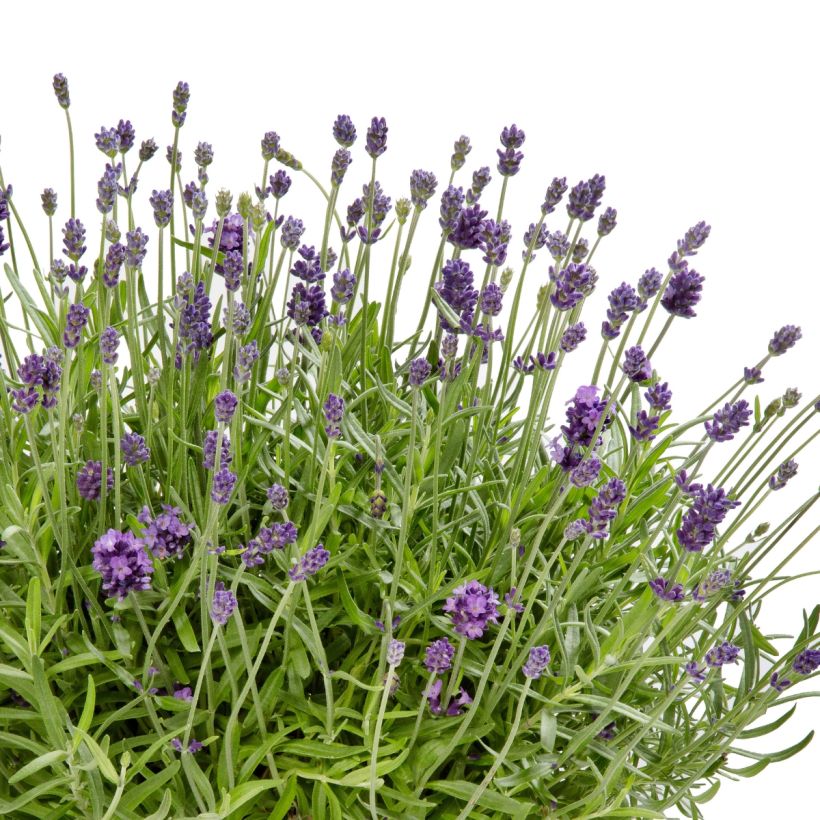 Graines de Lavande Cleo-Patio Blue (Flowering)