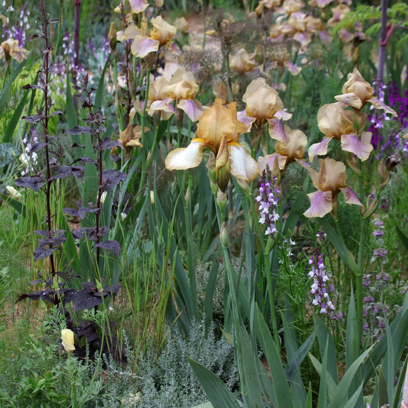 Graines de Linaria Licilia Azure - Linaire du Maroc (Plant habit)