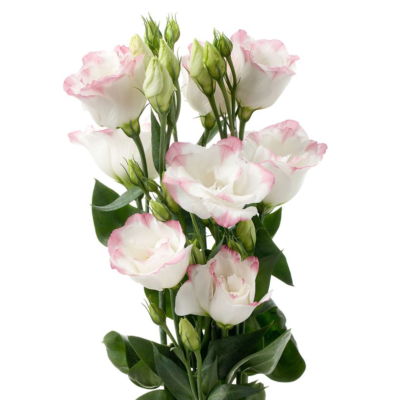 Graines de Lisianthus F1 Cessna Rose Picotee III (graines enrobées) (Flowering)