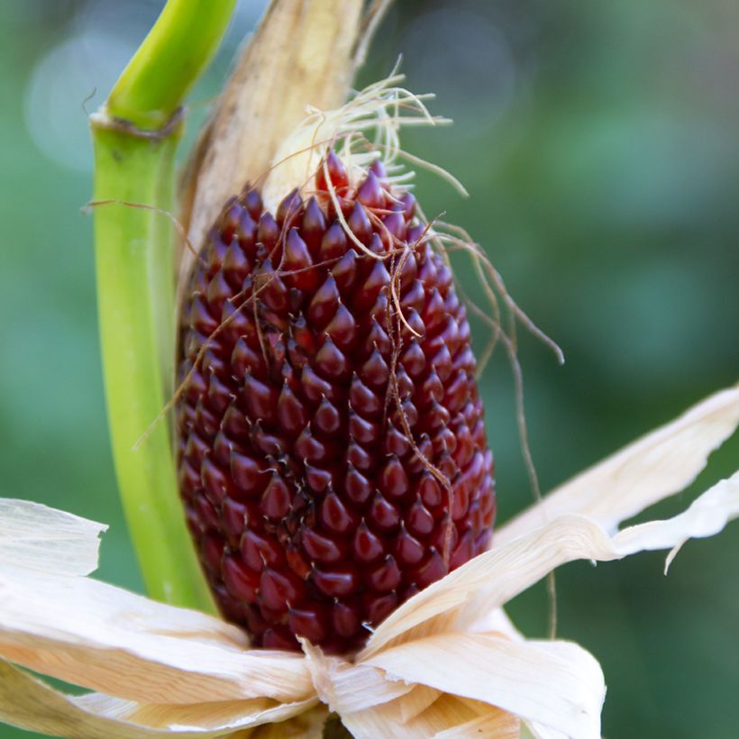 Graines de Maïs d'ornement Fraise - Zea mays (Harvest)