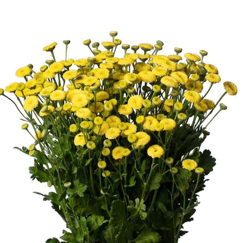 Graines de Matricaire double Amazone - Tanacetum parthenium (graines enrobées) (Flowering)