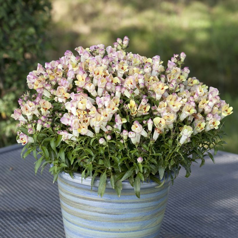 Graines de Muflier Antiquity Lemon - Antirrhinum majus (Plant habit)
