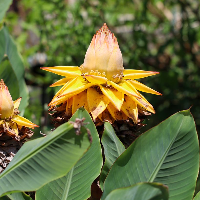 Graines de Musa lasiocarpa - Bananier Nain Chinois (Flowering)