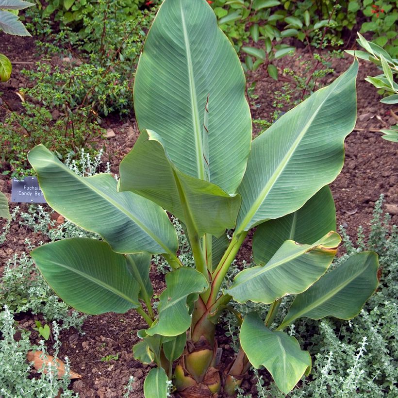 Graines de Musa lasiocarpa - Bananier Nain Chinois (Plant habit)