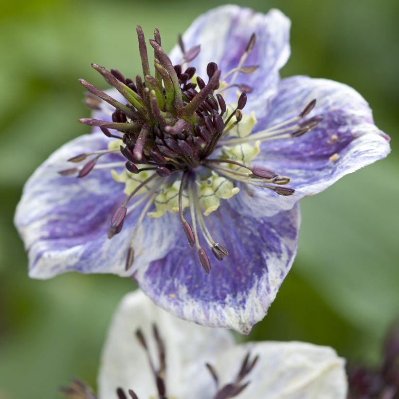 Graines de Nigelle d’Espagne Delft Blue - Nigella papillosa (Flowering)